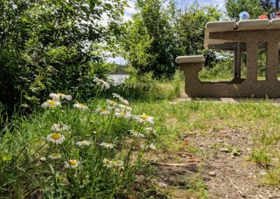 Roadside Picnic